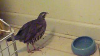 Elby the Rescued Chukar Partridge exploring