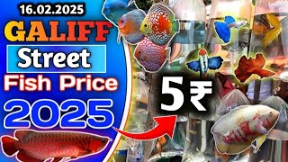 Recent Video Galiff Street Fish Market Kolkata । Recent Fish price in galiff Street । 09.02.2025