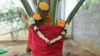 தென்னை பாளை பூஜை | Sheath of coconut tree