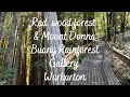 Redwood Forest And RAINFOREST GALLERY (DONNA BUANG) (YARRA RANGES NATIONAL PARK) Warburton