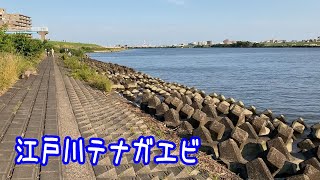 江戸川でテナガエビ釣り