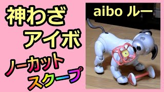 【20 神わざアイボ  Super aibo】スクープ映像撮れました ルー Lou