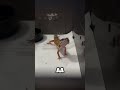 gecko pon pandai senyum. korang ke comment bukan2 .