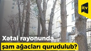 Xətai rayonunda şam ağacları qurudulub?