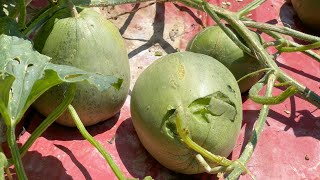 Fight with raccoons and bugs for the melons, high-maturity melons taste so good