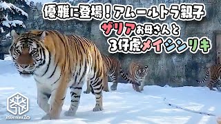 【旭山動物園】優雅に登場！雪に映えるアムールトラのザリアお母さんと３仔トラ[Asahiyama Zoo]Mother \