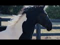 patinka hd ~ dream gait friesians baroque pinto