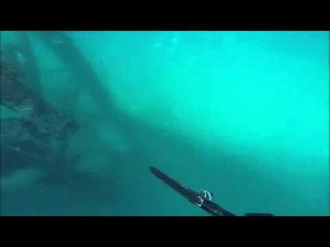 Spear fishing barracuda abudhabi Spear fishing barracuda abudhabi