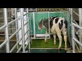 Researchers train cows to the use a toilet in bid to tackle climate change