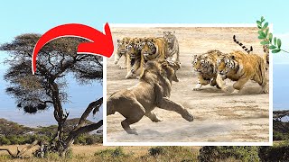 Lion vs Tiger Real Fight! - สิงโต vs เสือสู้จริง! - 사자 대 호랑이 진짜 싸움!