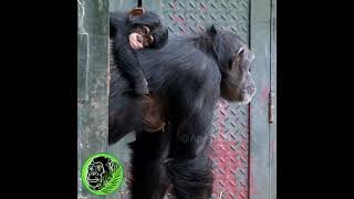 Cute Rare Baby Chimpanzee #shorts