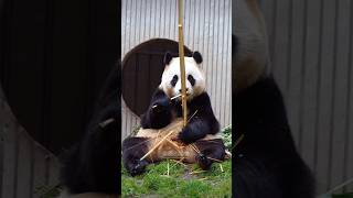 11.21福宝笋笋吃完了吃点竹竿 #大熊猫 #大熊猫福宝 #大熊貓 #panda