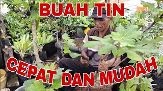 Cara memperbanyak, menanam BUAH TIN dengan Stek Batang !!!