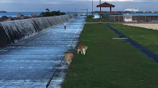 那覇市　波の上うみそら公園の桜猫　163