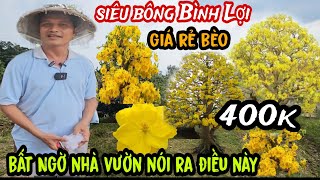 Mai Siêu Bông Bình Lợi Giá Cực Rẻ Bất Ngờ Nhà Vườn Nói Ra Điều Này Làng Mai Bình Lợi