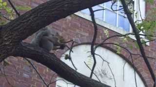 What Squirrels Think