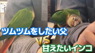 意地でも父の腕から降りないインコ【ウロコインコのぽぽ】