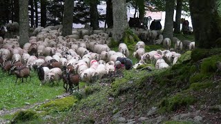 FILM TRANSHUMANCE 2024