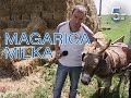 Sama nosi mleko u mlekaru - magarica Milka