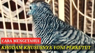 Cara mengetahui khodam yoni perkutut dengan cara menghitung sisik kaki@perkututklangenanchannel7514