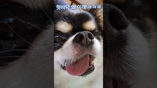 입 벌리고 혓바닥 쏘옥ㅋㅋ눈 뜨고 자는 중😴 #cutedog #funny #chihuahua