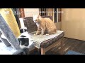 先住猫に威嚇したフワフワ兄妹子猫！再度対面【保護猫　子猫】