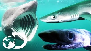 5 Species Of Shark Found In UK Waters! | SHARK WEEK 2018