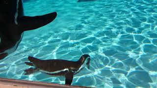 僕の大好きな日本平動物園①