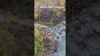Beaver Dam Collapse from different angles!#shorts #beaverdam #drain #flood