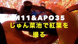 Leica M11　ちょっと遅い紅葉撮影に行った動画　レンズはアポズミ35