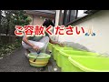 【メダカの採卵】単純で簡単だけど漏れなくたくさんのメダカの卵が採卵できる方法