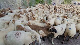 Transhumance Alpes-Maritimes