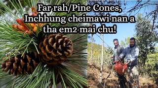 Far rah(Pine Cones) a kungah kan lawn chilh, Pa Vida tla tur Camera in ka lo chang😂