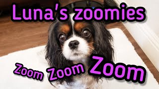 Zooooomies - Tri-color Cavalier King Charles Spaniel