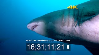 Sand Tiger Sharks 05 4K UHD Stock Footage Nautilus Productions