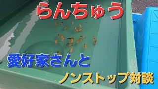 【らんちゅう】らんちゅう愛好家さんとひたすら雑談‼️