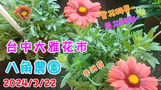 2024/3/22/台中大雅花市/八角農園/羅貝利亞/非洲菊/金仗花/六倍利/天人菊蜂鳥鼠尾草/舞蜂菊/淨瓶草/千曲花/日本藍星/紫鳳凰/煙火花/飄香藤/花葉曼/班葉風鈴/藍秀球/歐牽(齡齡生活日記)