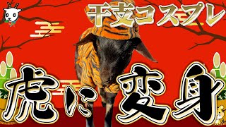 【新年】赤ちゃんヤギを寅年にちなんで虎に変身！超かわいいトラさんの誕生です♪心も強くなったサスケがかわいすぎ！