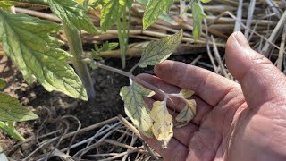 植えたばかりのトマト葉っぱが黄色くなった時の対処法・コレやるだけで防げます！【トマトの育て方・栽培方法】