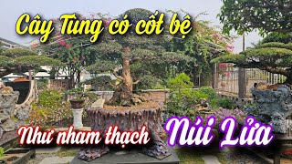 SH.9901. Cây Tùng La Hán với cốt bệ đẹp như nham thạch núi lửa An Tây Garden.