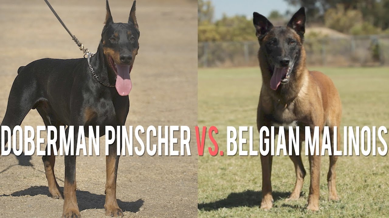 DOBERMAN PINSCHER VS. BELGIAN MALINOIS: BATTLE OF PROTECTION DOGS - YouTube