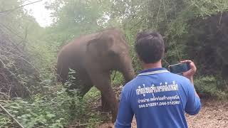 นาทีระทึก💢ช้างหลุดไม่ให้จับ