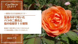 猛暑の中で咲いたバラの二番花と庭の宿根草１０種類