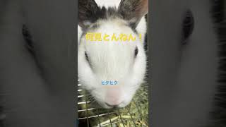 【 #うさぎ 】ただドアップで、鼻ヒクヒクしてるだけの動画 #shorts #動画 #癒し