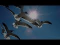 seagulls scream in flight