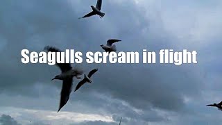 Seagulls scream in flight