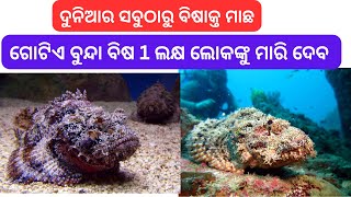 ଏହି ବିଷାକ୍ତ ମାଛର ଗୋଟିଏ ବୁନ୍ଦା ବିଷ 1 ଲକ୍ଷ ଲୋକଙ୍କୁ ମାରି ଦେବ