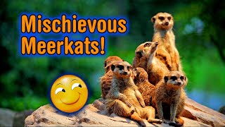 Let's take a look at some mischievous meerkats!