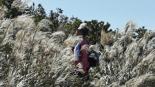 2022年10月26日 飛鵝山 上的芒草