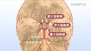 生体のしくみ 第3版　VOL.4 神経系のしくみ２（脳への血液供給）